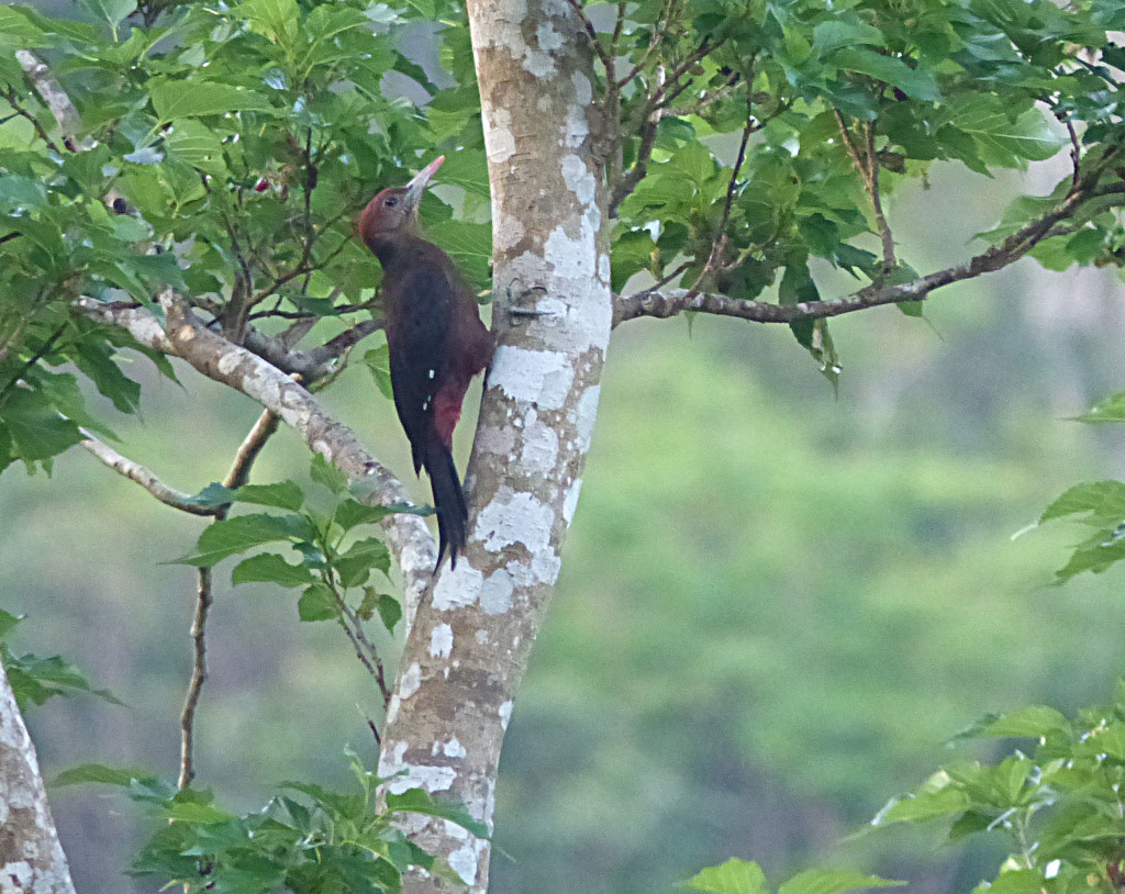 Okinawa woodpecker Leif Lithander